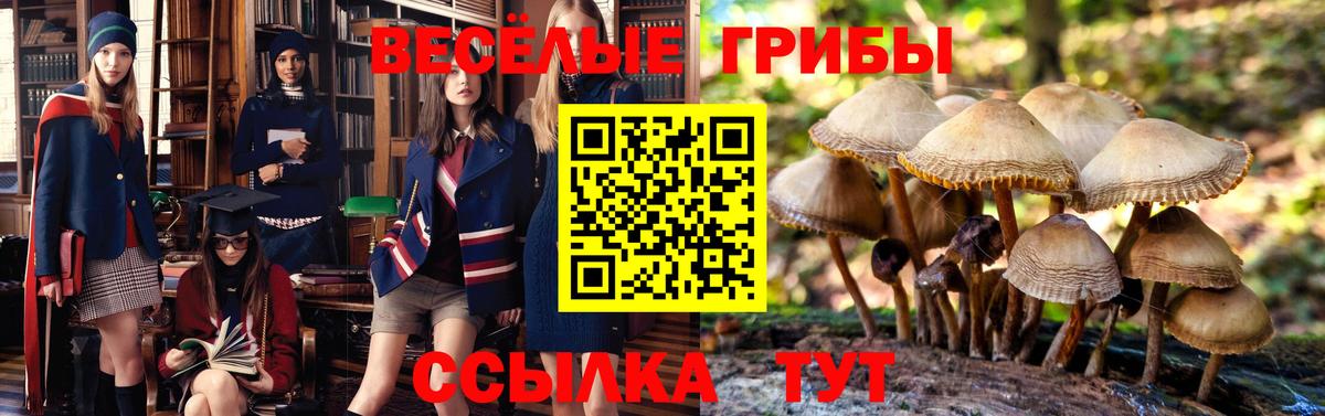 Псилоцибиновые грибы Psilocybe  Вход с VPN  Тула  Галлюциногенные грибы GOLDEN TEACHER 